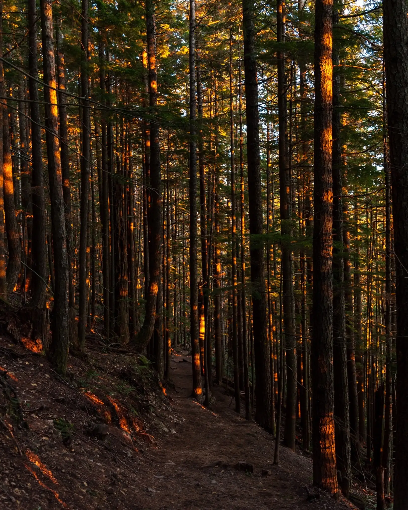 Abendsonne fällt durch einen Wald auf einen schmalen Pfad