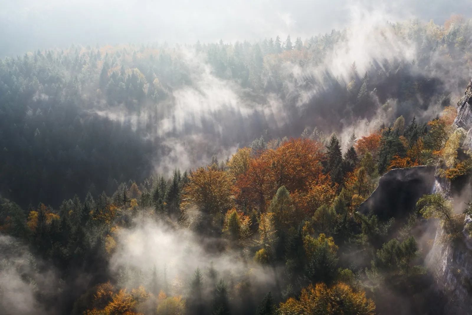 Herbstwald im Morgennebel, von oben gesehen