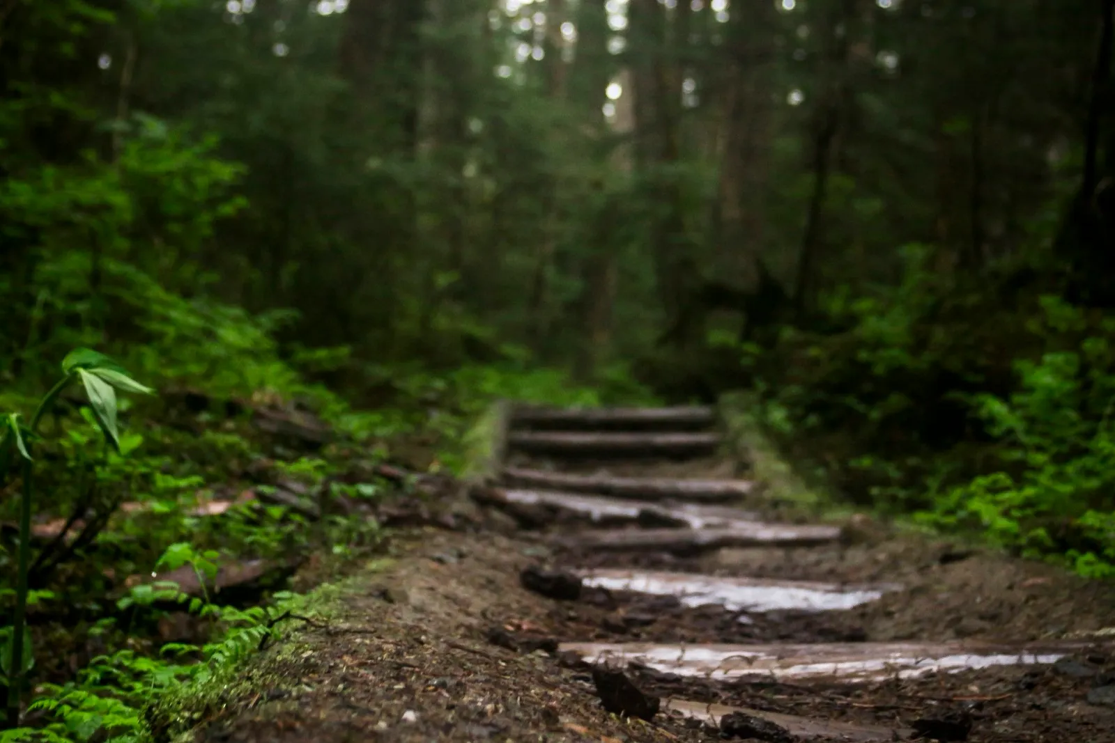 Stufen führen einen Waldweg hinauf